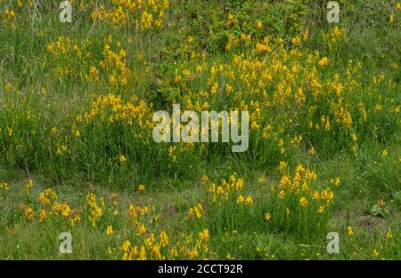 Marais dense de l'herbe verte de Dyer, Genista tinctoria, en fleur sur argile, Gorse d'Alner, Dorset. Banque D'Images