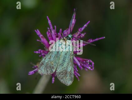 Forestier commun, statices d'Adscita, alimentation sur la Knapweed commune, Deadmoor, Dorset. Banque D'Images