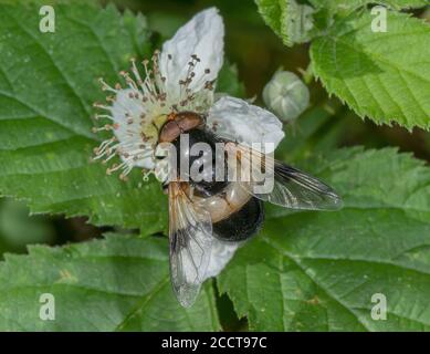 Grande mouche à pied, Volucella pellucens, se nourrissant de la fleur de Dewberry. Banque D'Images