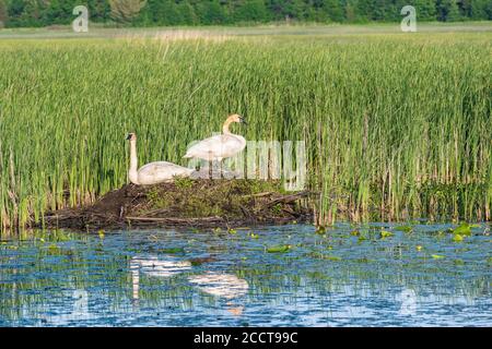 Cygnes trompettiste (Cygnus buccinator) debout sur un pavillon de castor, juin, WI, États-Unis, par Dominique Braud/Dembinsky photo Assoc Banque D'Images