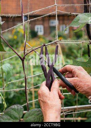 Jardinier moissonnant des haricots violets poussant sur un treillis. Banque D'Images