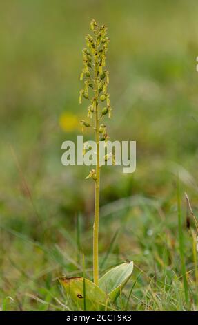 Lame de twayblade commune, Neottia ovata, en fleur sur la prairie à craie. Banque D'Images