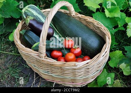 gros plan de différents légumes biologiques mûrs fraîchement récoltés dans le potager Banque D'Images