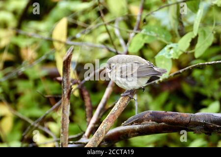 finch de Darwin sur un arbre dans l'île de Santa Cruz, Galapagos, Equateur Banque D'Images