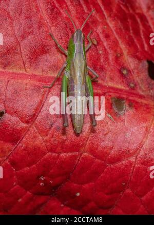 Grasshopper de prairie adulte, Chorthippus parallélus, perché sur une feuille de quai rougeâtre. Banque D'Images