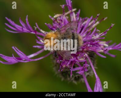 Abeille commune de Carder, Bombus pascuorum, visite de la fleur de Knaphweed. Banque D'Images