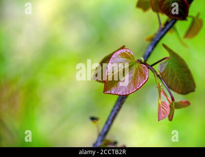 Une belle réplique de printemps et l'amour avec le joli feuille texturée en forme de coeur délicate d'un arbre de rougtige avec beaucoup de bruit de fond défoqué pour co Banque D'Images