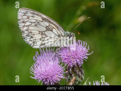 Blanc marbré, Melanargia galathea, se nourrissant de Thistle rampant. Banque D'Images