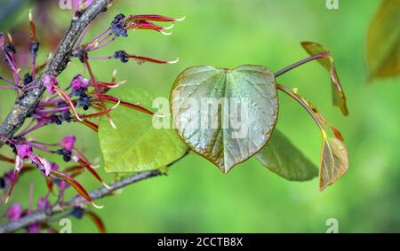 Jolie texture, bourgeons et feuillage sur un joli fond vert défoqué avec une feuille en forme de coeur à texture unique sur un arbre de Redbud de l'est Banque D'Images