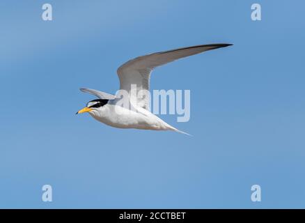 Petite sterne, Sternula albifrons, en vol près d'une colonie reproductrice, en plumage d'été. Dorset. Banque D'Images