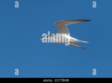 Petite sterne, Sternula albifrons, en vol près d'une colonie reproductrice, en plumage d'été. Dorset. Banque D'Images