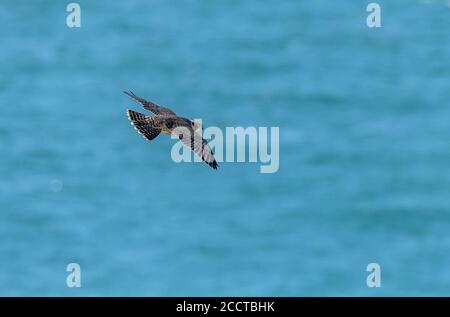 Le jeune faucon pèlerin, Falco peregrinus, en vol près du site de nidification à Portland, dans le Dorset. Banque D'Images