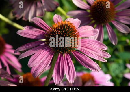 Echinacea purpurea, tête de fleur d'Echinacea purpurea var. Tête de fleur sérotine ou pourpre oriental Coneflower ou Magnus Banque D'Images