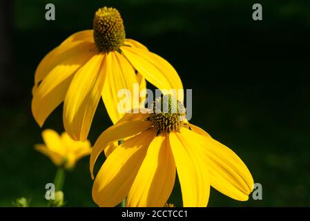 Rudbeckia laciniata Herbston Autumn Sun Green Eyed Coneflower Herbston comme la plus haute Daisy sur un pré dans une belle lumière de coucher de soleil. Banque D'Images