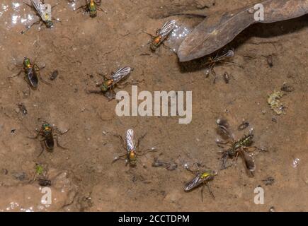 Les mouches sémaphore, Poecilobothrus nobilitatus, en groupe de courtage et de reproduction dans la zone humide boueuse, Alners Gorse, Dorset. Banque D'Images