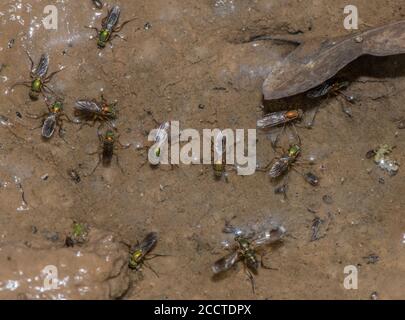 Les mouches sémaphore, Poecilobothrus nobilitatus, en groupe de courtage et de reproduction dans la zone humide boueuse, Alners Gorse, Dorset. Banque D'Images