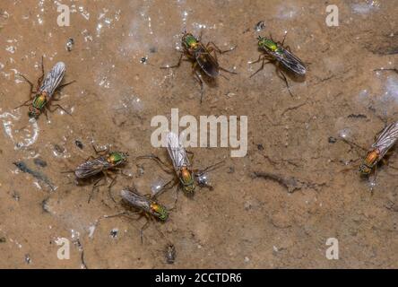 Les mouches sémaphore, Poecilobothrus nobilitatus, en groupe de courtage et de reproduction dans la zone humide boueuse, Alners Gorse, Dorset. Banque D'Images