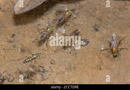 Les mouches sémaphore, Poecilobothrus nobilitatus, en groupe de courtage et de reproduction dans la zone humide boueuse, Alners Gorse, Dorset. Banque D'Images