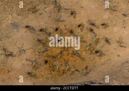 Les mouches sémaphore, Poecilobothrus nobilitatus, en groupe de courtage et de reproduction dans la zone humide boueuse, Alners Gorse, Dorset. Banque D'Images