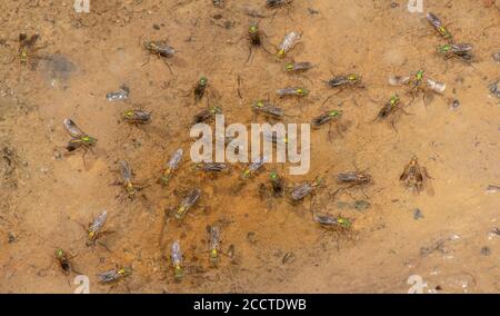 Les mouches sémaphore, Poecilobothrus nobilitatus, en groupe de courtage et de reproduction dans la zone humide boueuse, Alners Gorse, Dorset. Banque D'Images