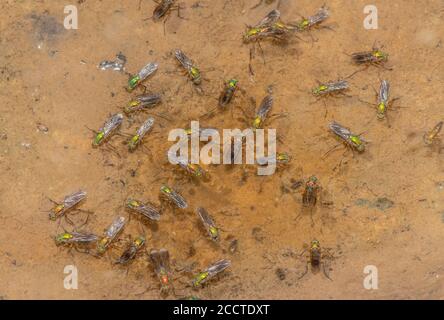 Les mouches sémaphore, Poecilobothrus nobilitatus, en groupe de courtage et de reproduction dans la zone humide boueuse, Alners Gorse, Dorset. Banque D'Images