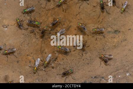 Les mouches sémaphore, Poecilobothrus nobilitatus, en groupe de courtage et de reproduction dans la zone humide boueuse, Alners Gorse, Dorset. Banque D'Images