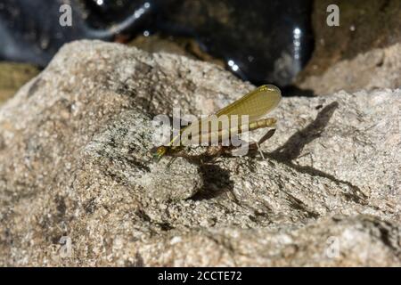 10 de 10 en séquence UN grand Pyrrhome de Damselfly rouge nymphula a complètement émergé avec des ailes entièrement non comprimées et l'abdomen de départ pour développer la couleur Banque D'Images