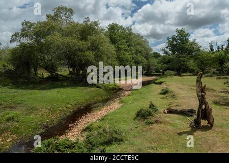 Anthivers sur la plaine inondable du ruisseau Latchmore, New Forest, Hants. Banque D'Images