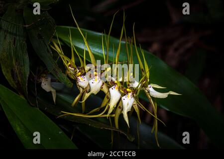 Orchidée araignée dans l'environnement naturel image prise sous la pluie Forêt de Panama Banque D'Images
