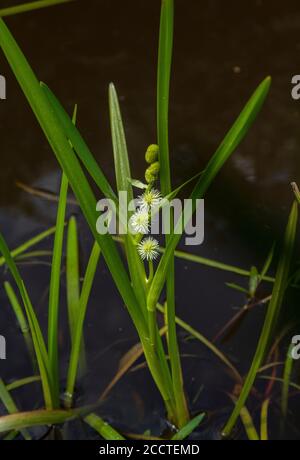 bur-Reed non ramifié, Sparganium emersum, croissant dans le ruisseau New Forest, Hants. Banque D'Images