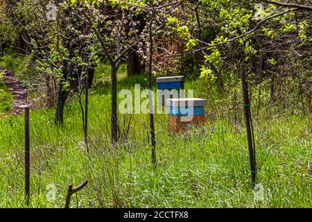 Les ruches d'abeilles se trouvent dans une grande herbe près de Bagno Vignoni, Val d'Orcia, Italie. Unione dei Comuni Amiata Val d'Orcia, Italie Banque D'Images