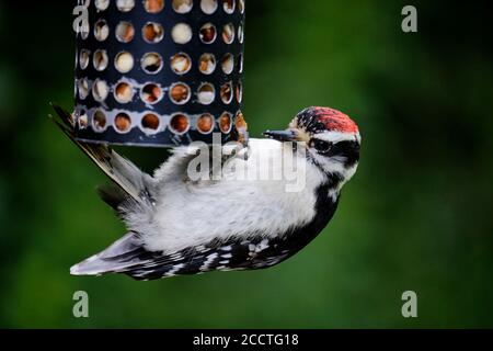 Pic en bas suspendu par le bas de l'alimenteur à oiseaux Banque D'Images