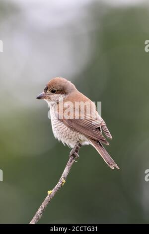 Shrike à dos rouge ( Lanius collurio ), femelle adulte, perchée au-dessus d'une branche aînée, sur son point de vue, vue arrière, repos, beau fond, sauvage Banque D'Images