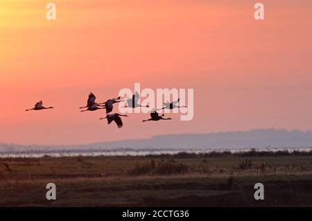 Grues communes ( Grus grus ), petit troupeau laissant des eaux de sommeil, des sites de roost de nuit, volant vers les aires d'alimentation, tôt le matin, contre le soleil Banque D'Images