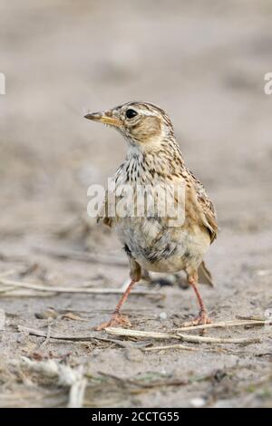 Skylark ( Alauda arvensis ), oiseau typique de terre ouverte, assis, debout sur le sol, terres agricoles, observation autour, semble drôle, faune, Europe. Banque D'Images