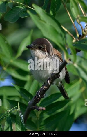 Shrike à dos rouge ( Lanius collurio ), femelle adulte, perchée dans un arbre, chasse aux proies, observation, gros plan détaillé, belle lumière, faune, Europe. Banque D'Images