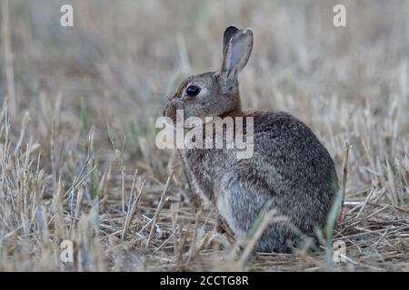 Lapin / lapin européen ( Oryctolagus cuniculus ) assis dans un champ récolté, regardant, semble mignon, champ de chaume, tôt le matin, faune, Banque D'Images