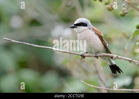 Shrike à dos rouge ( Lanius collurio ), homme adulte, perché au bord du bush blackberry, chasse, observation des proies, faune, Europe. Banque D'Images