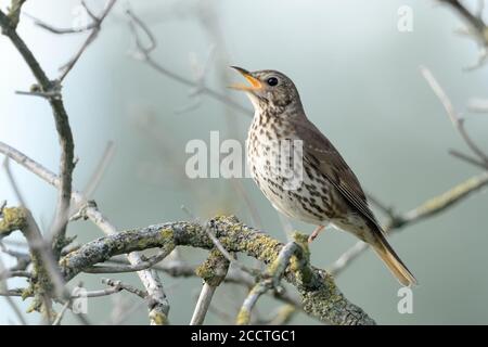 SONG Grush ( Turdus philomelos ) perchée dans une brousse plus ancienne, chantant sa chanson, belle image d'un populaire songbird, la faune, l'Europe. Banque D'Images