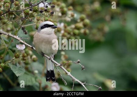 Shrike à dos rouge ( Lanius collurio ), homme adulte, perché au bord du bush blackberry, chasse, observation des proies, vue frontale, faune, Europe. Banque D'Images