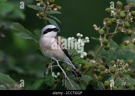 Shrike à dos rouge ( Lanius collurio ), homme adulte en robe de reproduction colorée, perché dans un brousse de mûres, regardant par-dessus son épaule, chasse, sauvage Banque D'Images