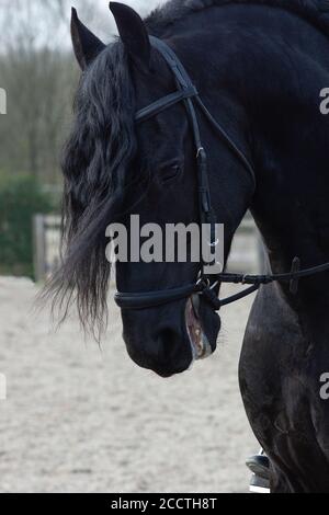 Un détail de la race de dressage spécial Friesian Horse in noir avec fourrure brillante dans un enclos Banque D'Images