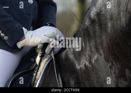 Un détail de la race de dressage spécial Friesian Horse in noir avec fourrure brillante dans un enclos Banque D'Images
