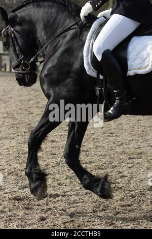 Un détail de la race de dressage spécial Friesian Horse in noir avec fourrure brillante dans un enclos Banque D'Images