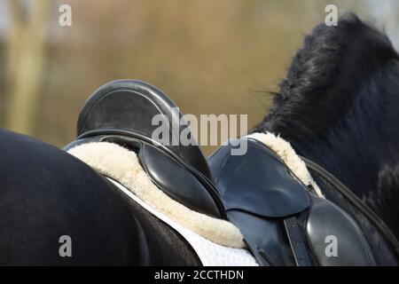 Un détail de la race de dressage spécial Friesian Horse in noir avec fourrure brillante dans un enclos Banque D'Images