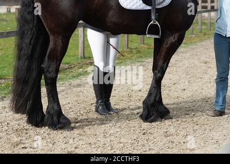 Un détail de la race de dressage spécial Friesian Horse in noir avec fourrure brillante dans un enclos Banque D'Images