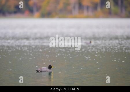 Coot au rouge (Fulica armillata) dans l'eau. Lac Quillelhue. Parc national de Villarica. Chili. Banque D'Images