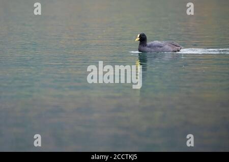 Coot au rouge (Fulica armillata) dans l'eau. Lac Quillelhue. Parc national de Villarica. Chili. Banque D'Images