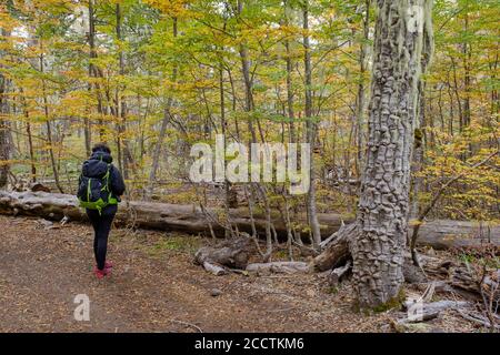 Femme randonnée dans la forêt automnale au parc national de Villarrica. Région d'Araucania. Chili. Banque D'Images