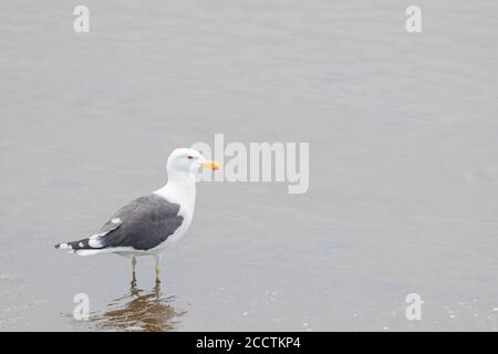 Tête de varech (Larus dominicanus) sur l'eau. Chiloé. Région de Los Lagos. Chili. Banque D'Images